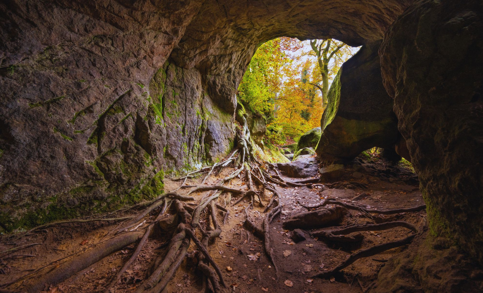 Exploring New Zealand’s Ancient Cave Reveals Fossils from Over a Million Years Ago 