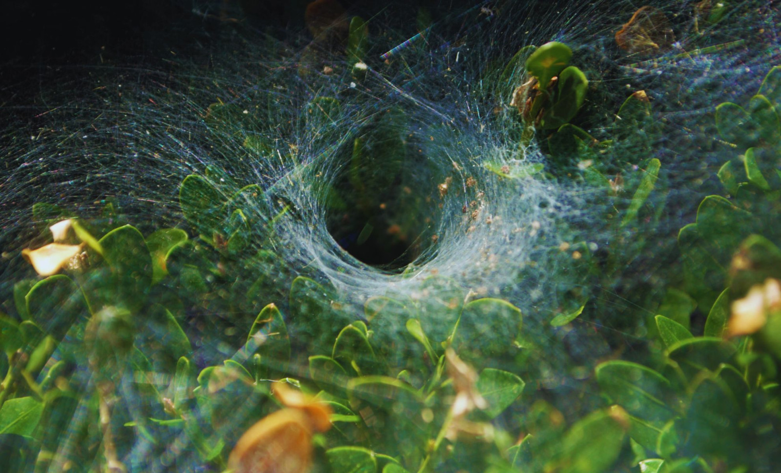 Remarkable Spider in Madagascar Weaves 80-Foot Webs with Silk Stronger Than Steel 