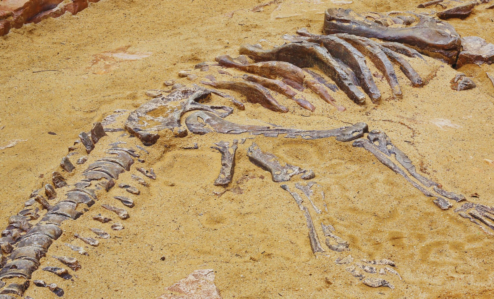 Record-Breaking Stegosaurid Limb Fossils Unearthed from Utah's Morrison Formation 