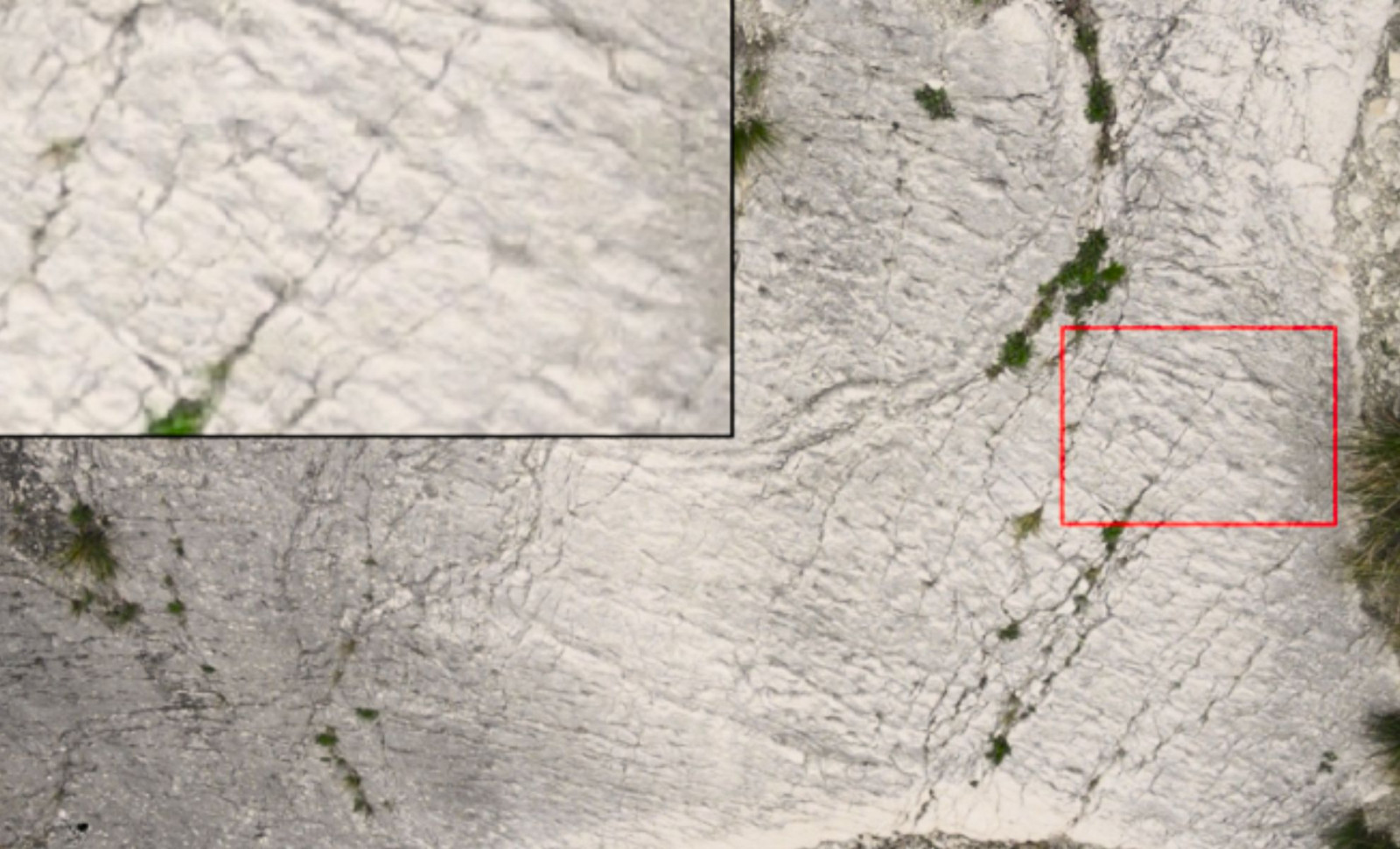 Italy’s Ancient Marine Reptile Tracks Reveal Oldest Known Seafloor Stampede 
