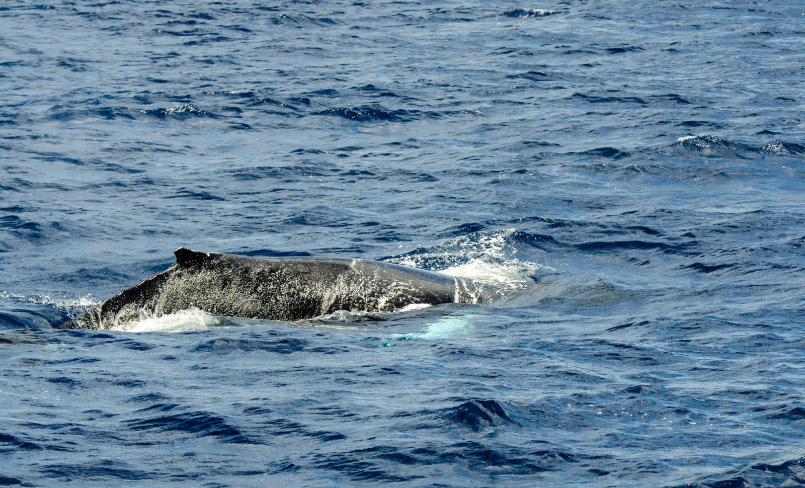 Unexpected Deep-Ocean Dolphins Spotted Near Port Macquarie: Insights and Discoveries 