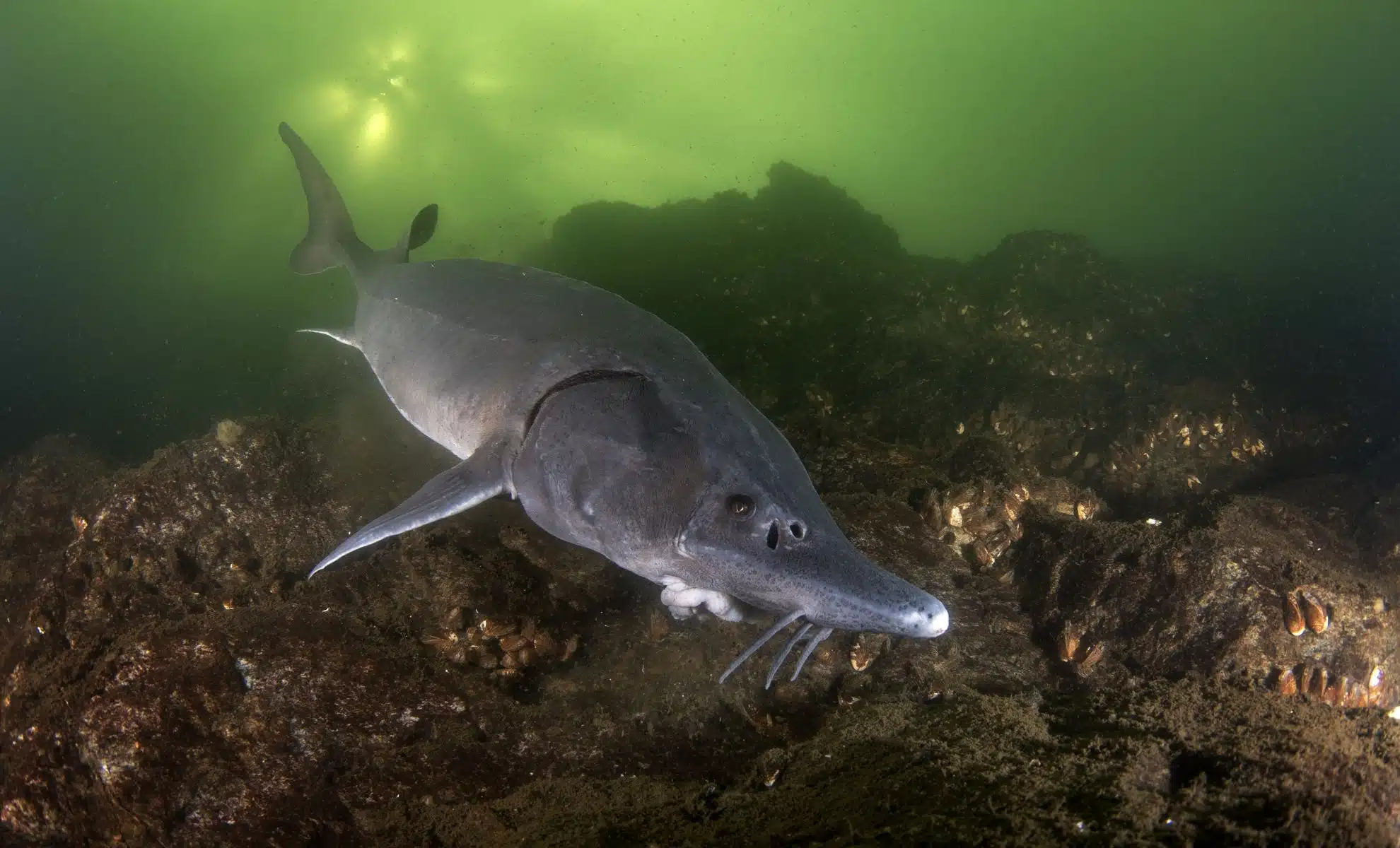 Michigan's Prehistoric Sturgeon Fishing Season: A 17-Minute Race Against Time 