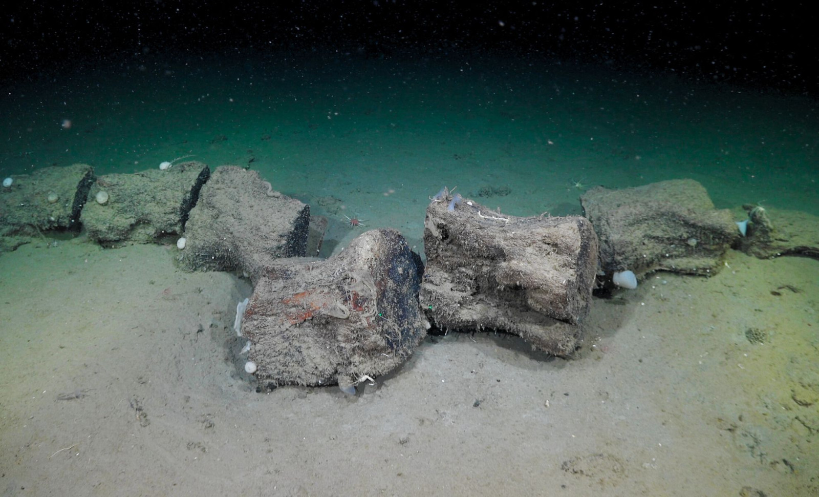 Unveiling Argentina’s Deep Sea: Coral Reefs, Phantom Jellyfish, and Unexpected Discoveries 