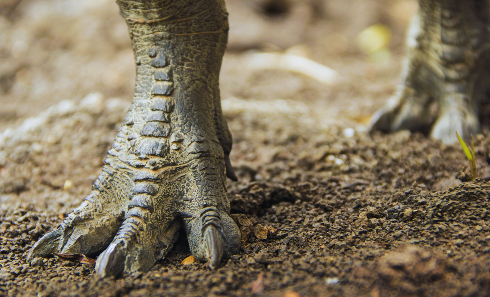 New Fossil Footprints Reveal Dinosaurs Were Incredible Sprinters 