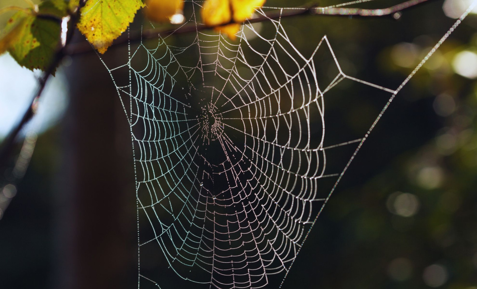 Discovery of Two Eyeless Spiders Unveils Hidden Biodiversity Threats on St. Helena 