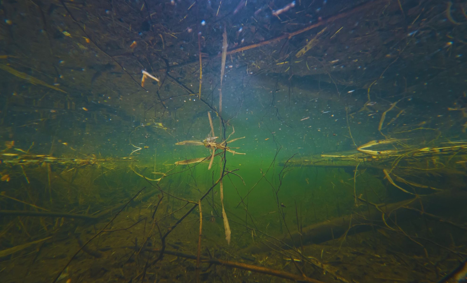 Kazakhstan’s Kaindy Lake: The Hauntingly Beautiful Underwater Forest Born from an Earthquake 