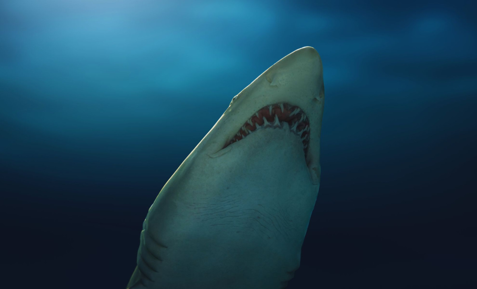 Juvenile Great White Shark Caught Near Spain After More Than a Century 