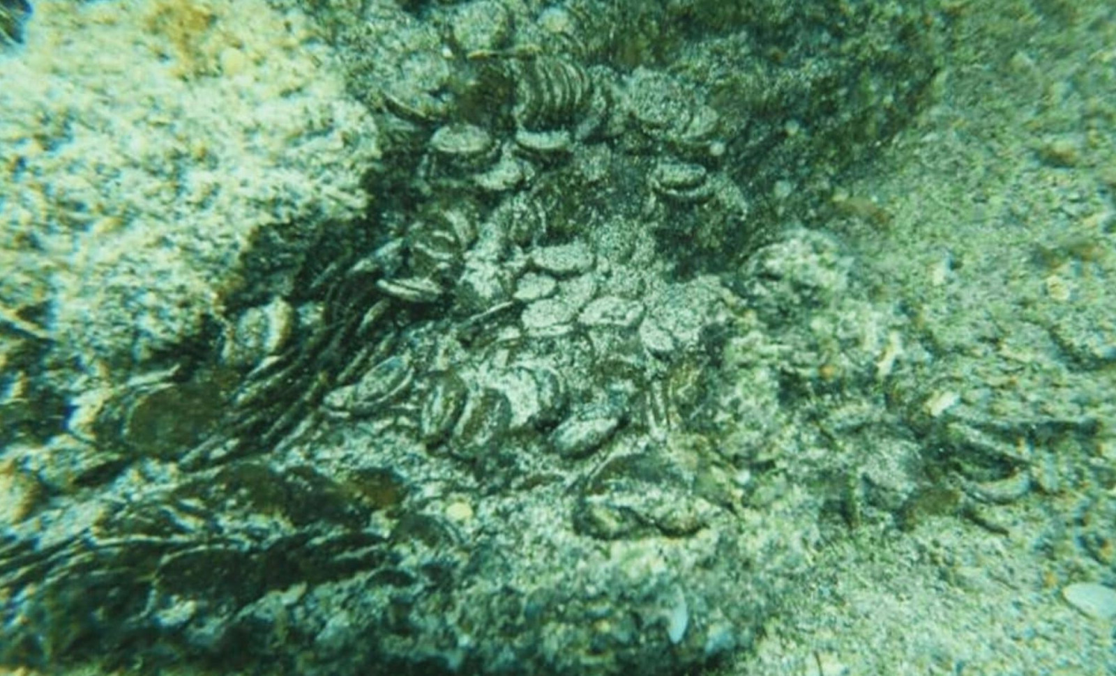 Diver Uncovers Largest Mediterranean Roman Coin Hoard After 1,686 Years Hidden Beneath Sardinian Seabed 