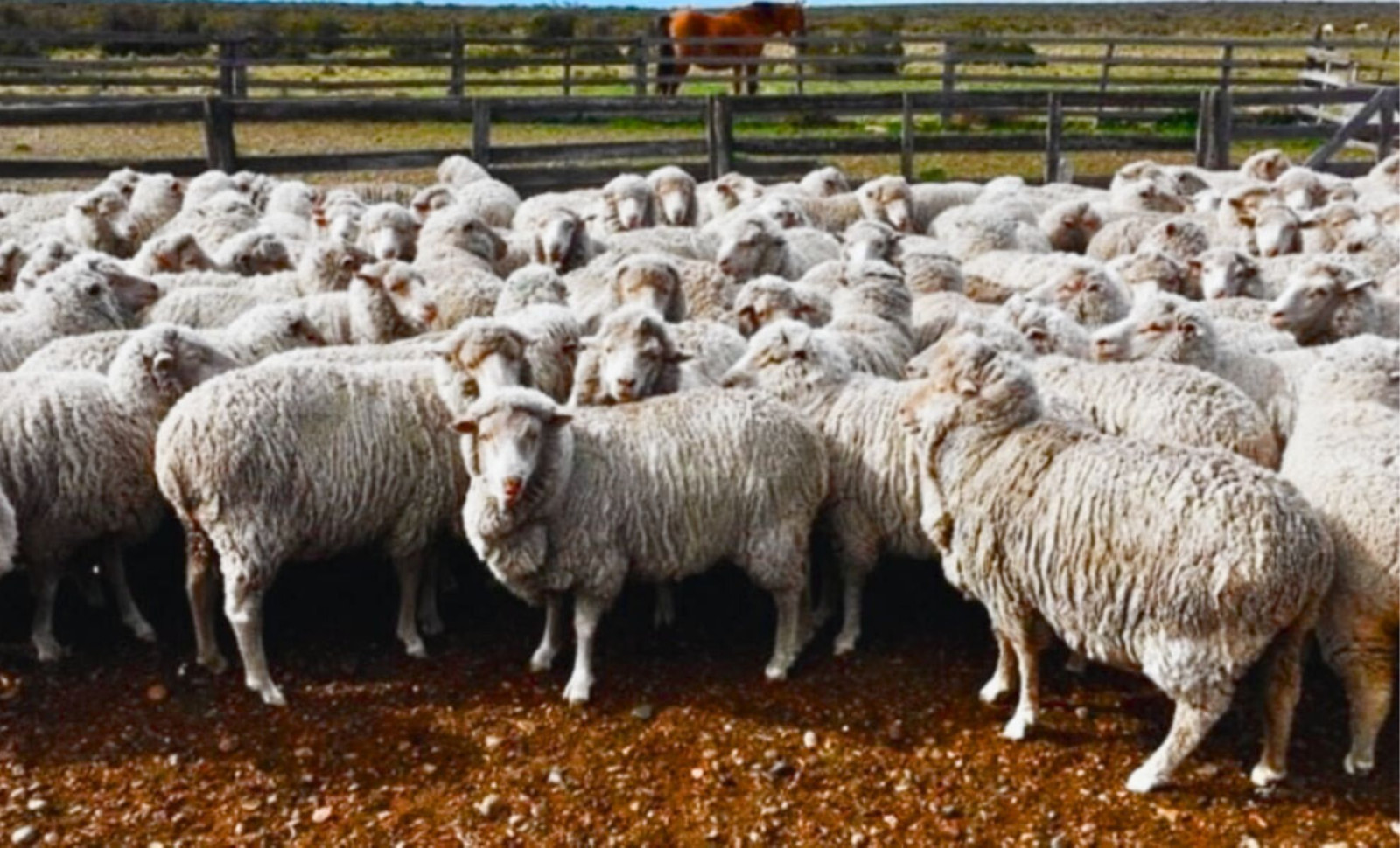 How Sheep’s Wool Is Reviving Depleted Farmland and Cutting Evaporation Rates 