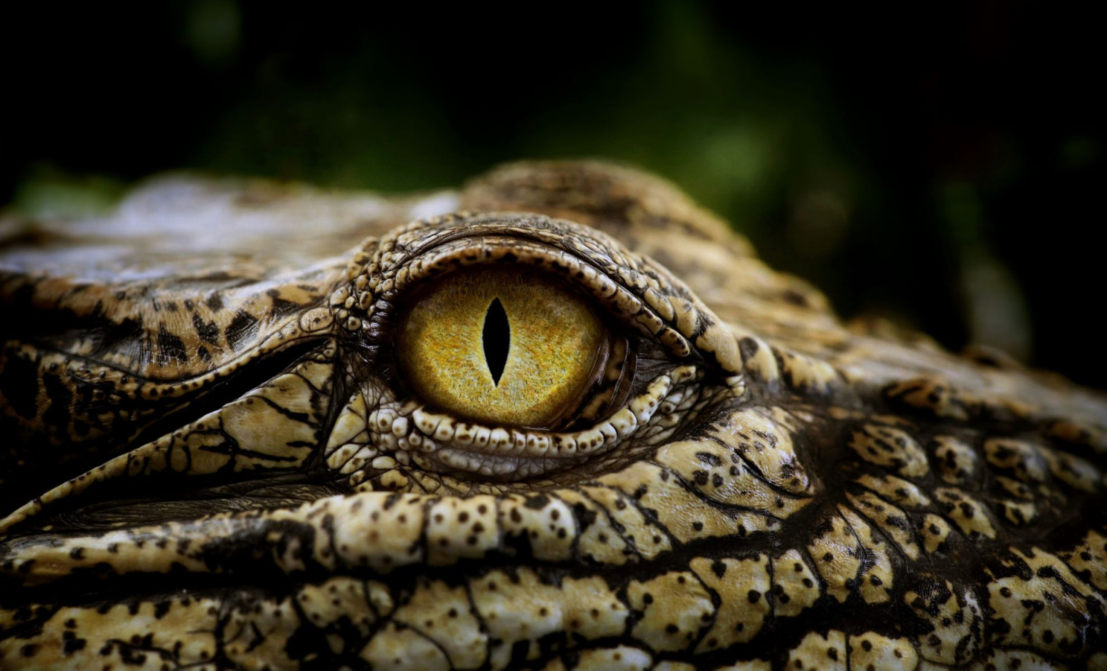 Researchers Discover Ancient Reptile Skin Imprints Dating Back Nearly 300 Million Years 