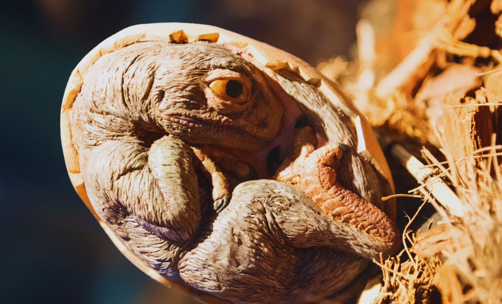 Researchers Discover Some of the Earliest Reptile Embryos Suggesting Live Birth Evolution 