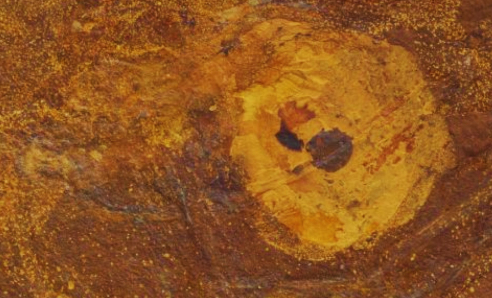 Incredible 15-Million-Year-Old Australian Fish Fossil Reveals Stunning Details 
