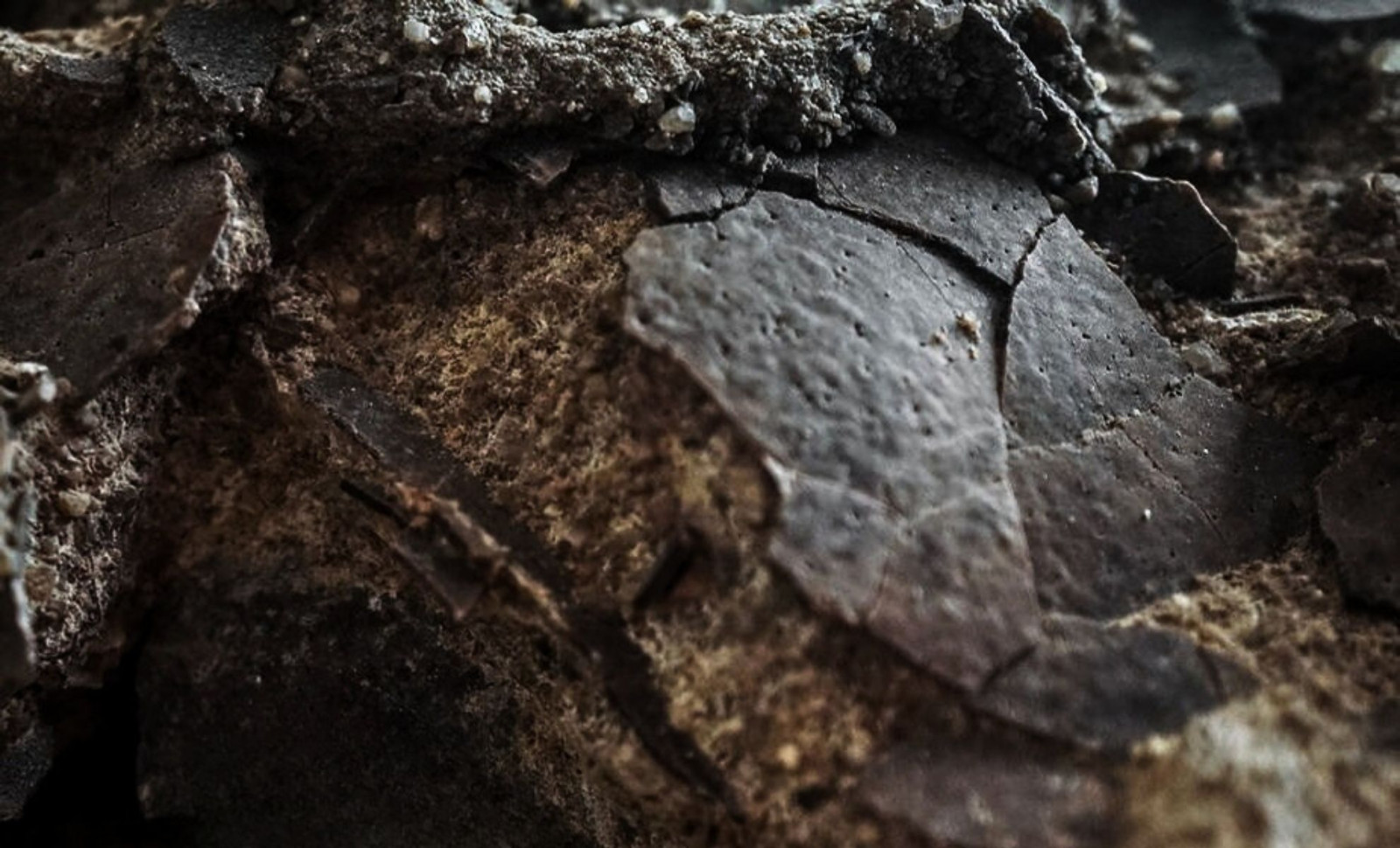 Jurassic Predator’s Nest Unearthed: Intact Dinosaur Eggs Preserved for 150 Million Years 