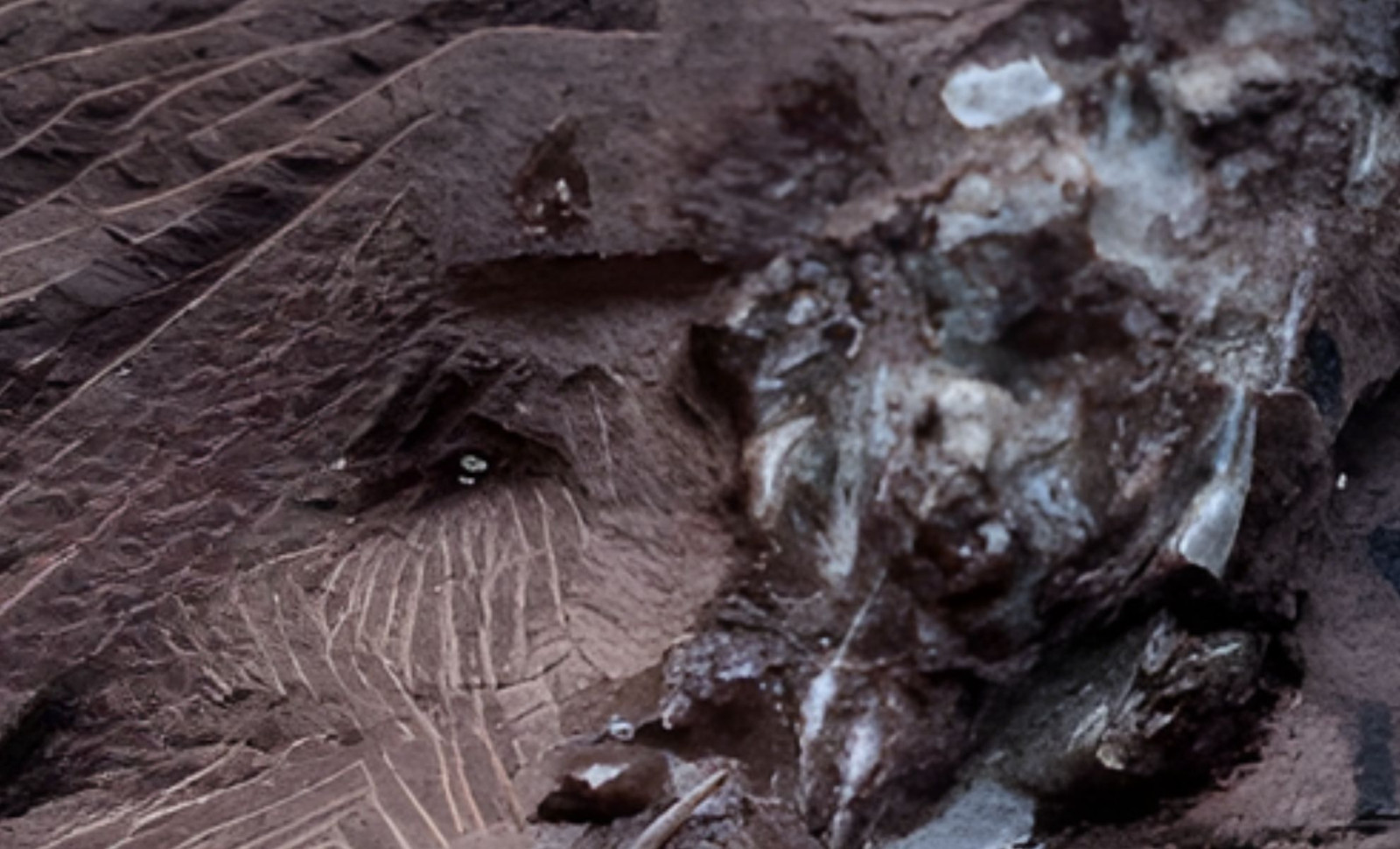 290-Million-Year-Old Fossilized Vomit Sheds Light on Permian Predators 