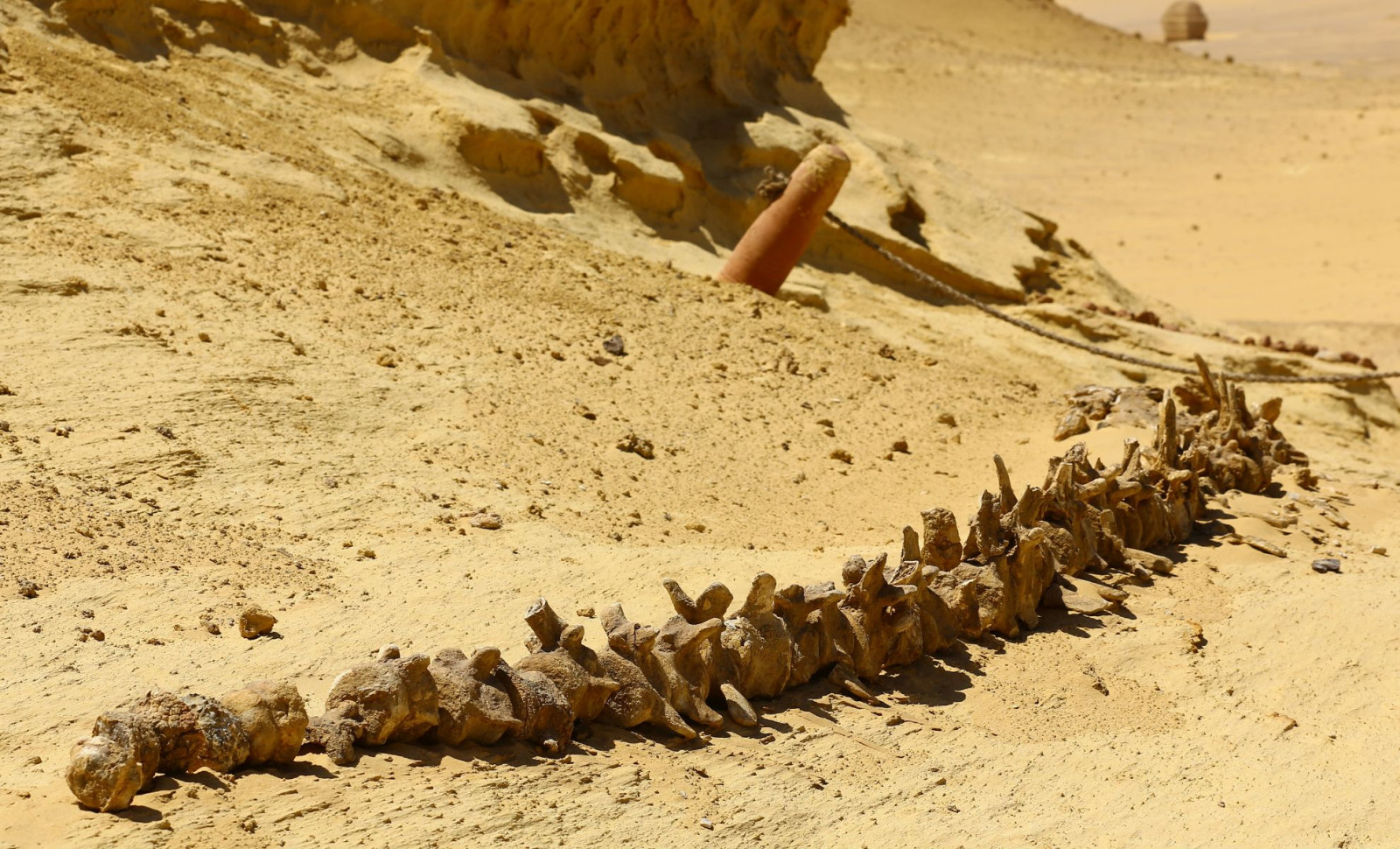 New Spinosaurus Species Found in Sahara Reveals Unexpected Traits 