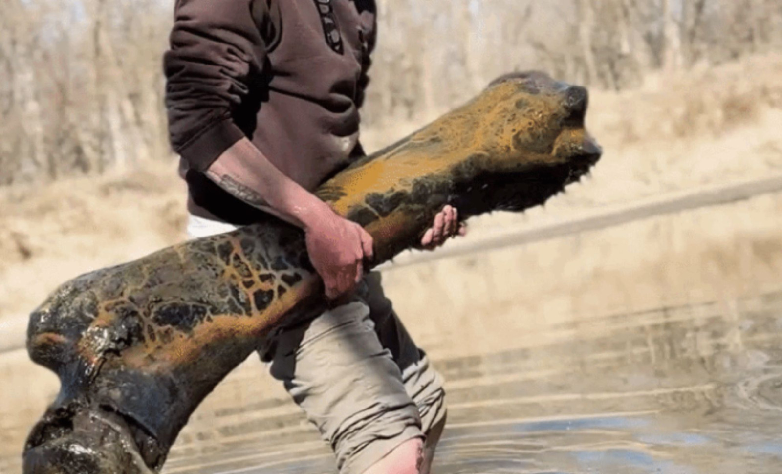 Missouri Fossil Hunter Extracts Giant Ice Age Bone From Riverbed 