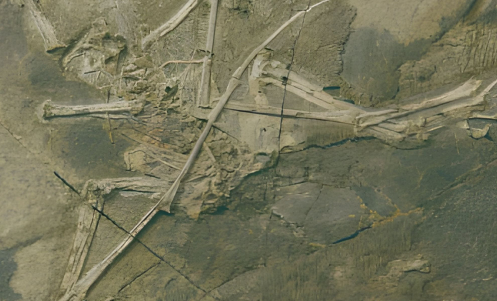 Strange New Jurassic Flying Reptile Unearthed in China Intrigues Scientists 