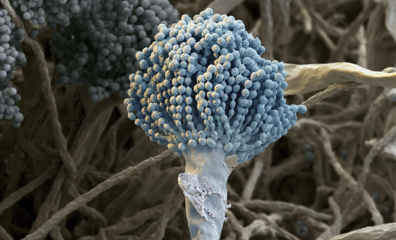 Rapid Spread of a Dangerous Fungus Threatens Global Health and Agriculture 