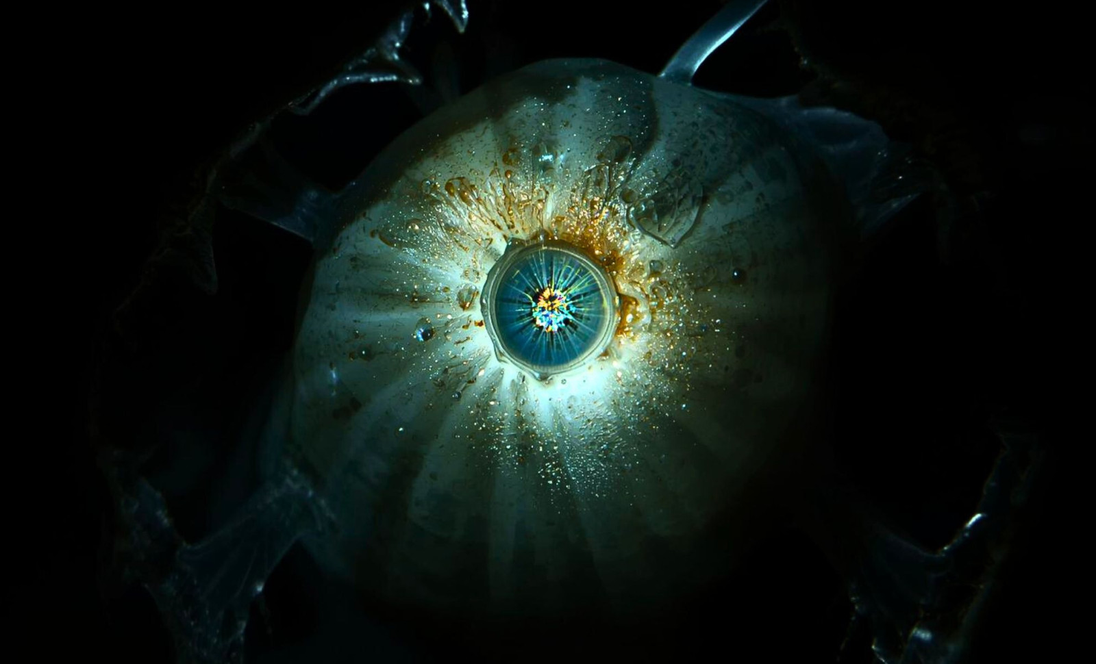 600 Million Years Ago, a One-Eyed Ancestor Sparked the Evolution of Our Vision 
