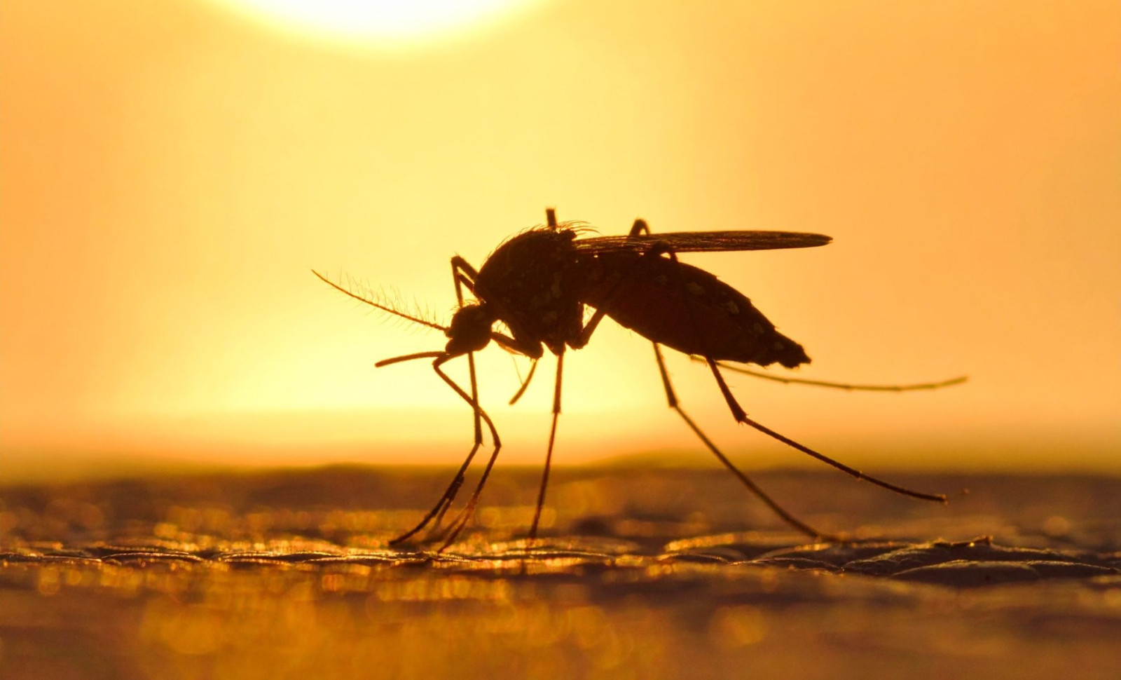 Humans Have Been Mosquito Targets for Over a Million Years, Genetic Study Reveals 