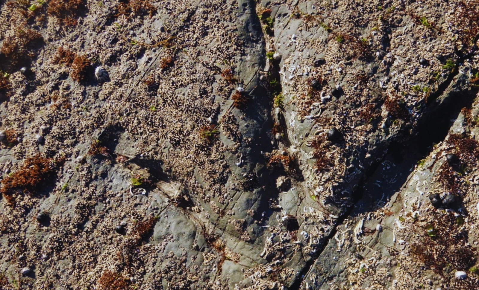 Newly Found Dinosaur Tracks Unveil Life in Ancient Polar Regions 128 Million Years Ago 