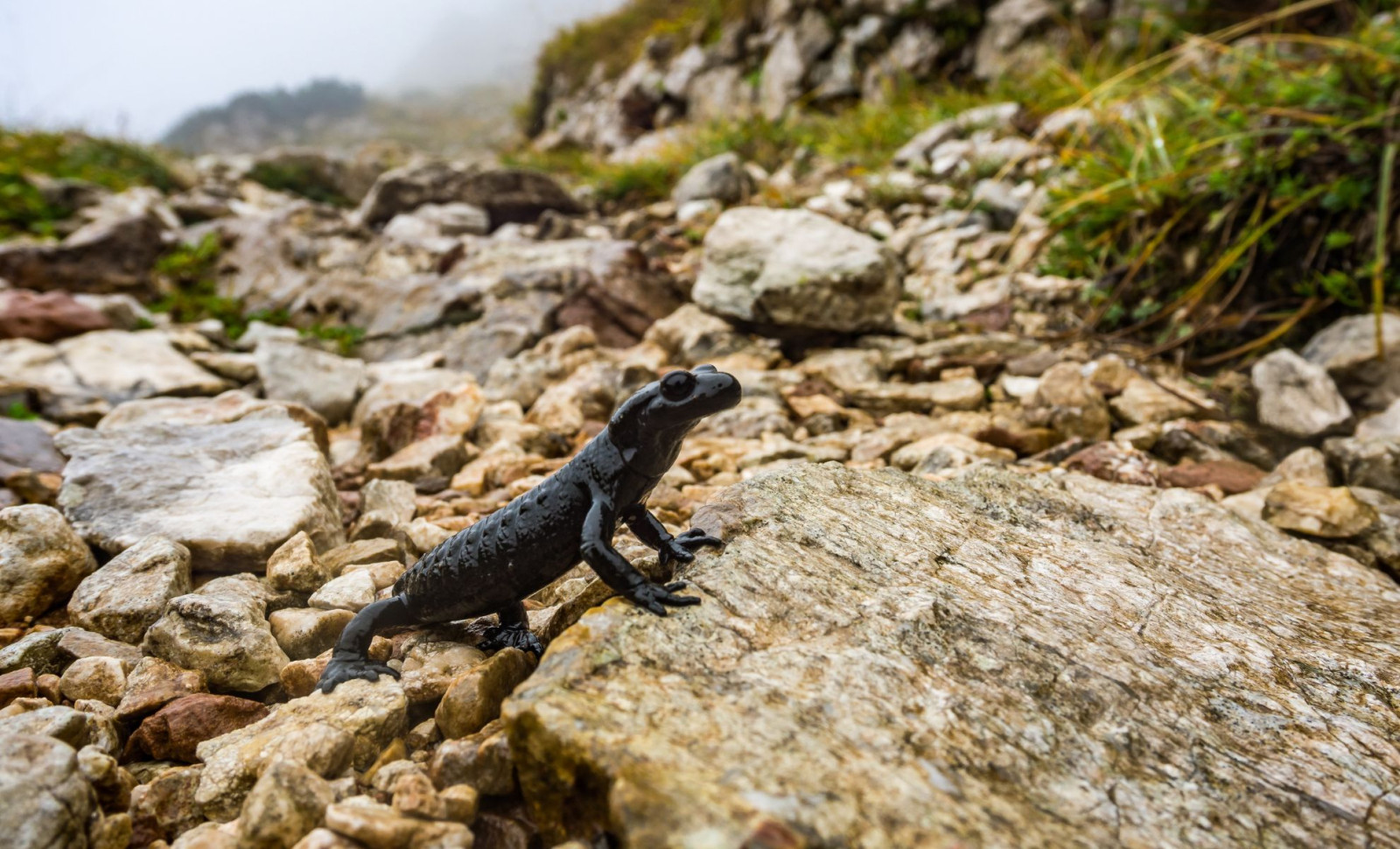 Prehistoric Salamander Ancestor Surprised Scientists with Its Unusual Jaw Structure 