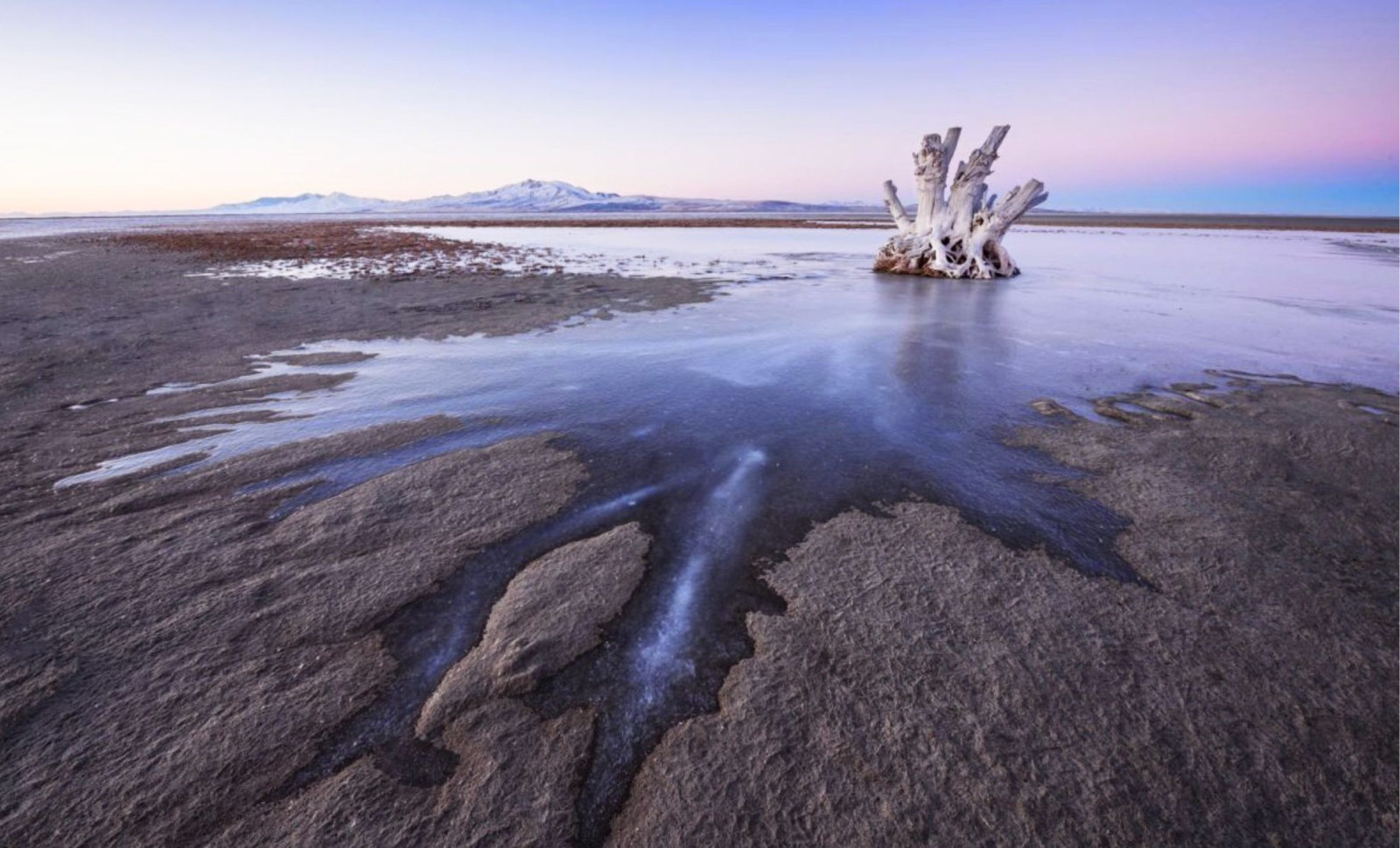 Newly Identified Tiny Creatures Reside Within the Salty Sediments of Great Salt Lake 