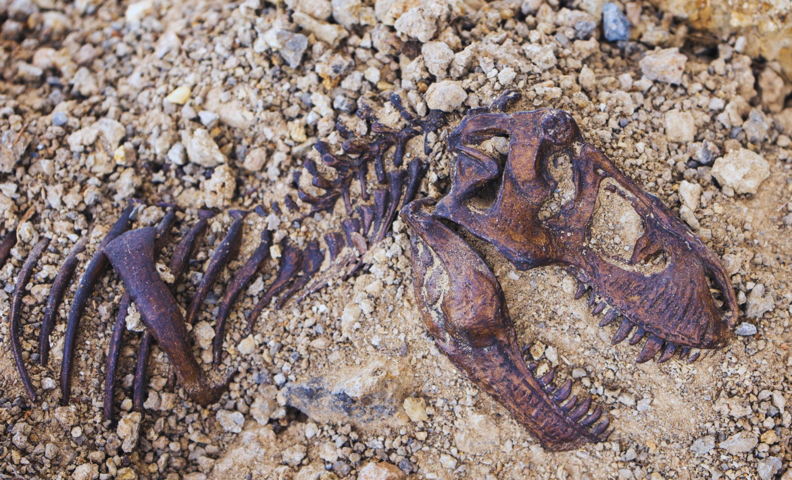 New Insights Reveal T. rex Took Much Longer to Reach Full Size Than Previously Thought 