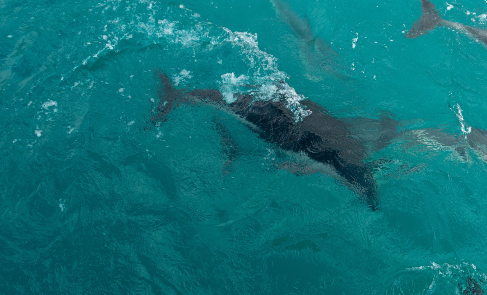 Fossil Unveils Smooth and Scaly Skin on 183-Million-Year-Old Jurassic Sea Reptile 