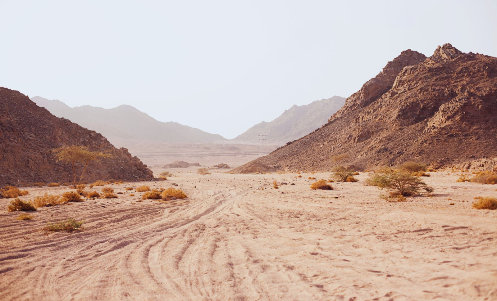 Researchers Discover Unexpected Life Form Thriving Beneath Earth’s Driest Desert 