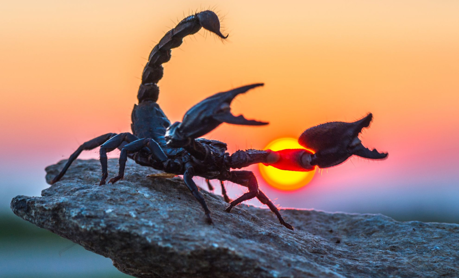 Newly Identified 4-Inch Scorpion Fossil Unearthed in China’s Early Cretaceous Deposits 