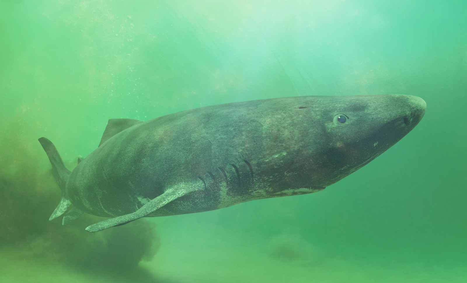 The Viral 392-Year-Old Greenland Shark Photo: What Scientists Really Say About Its Age 