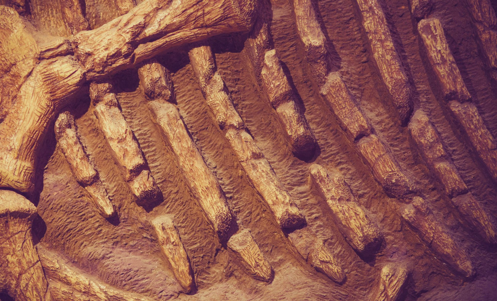 Researchers Detect Hemoglobin Remnants Within Dinosaur Fossils After Millions of Years 