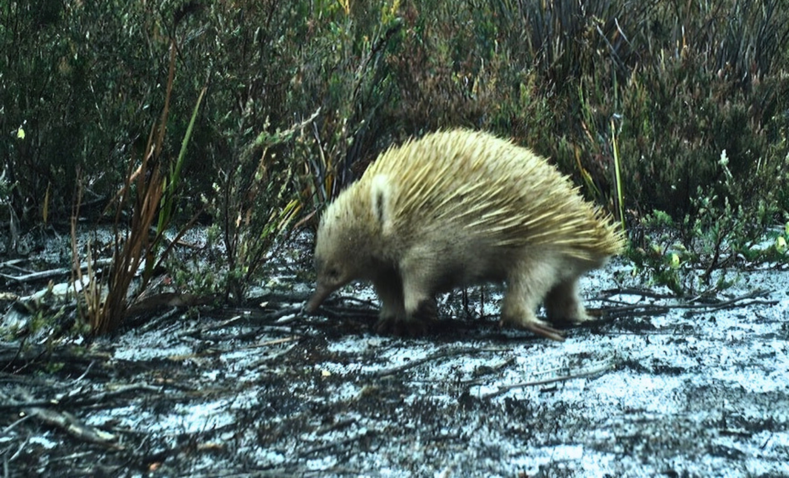 Remote Tasmanian Island’s Night Cameras Capture Elusive Wildlife After Years of Uncertainty 