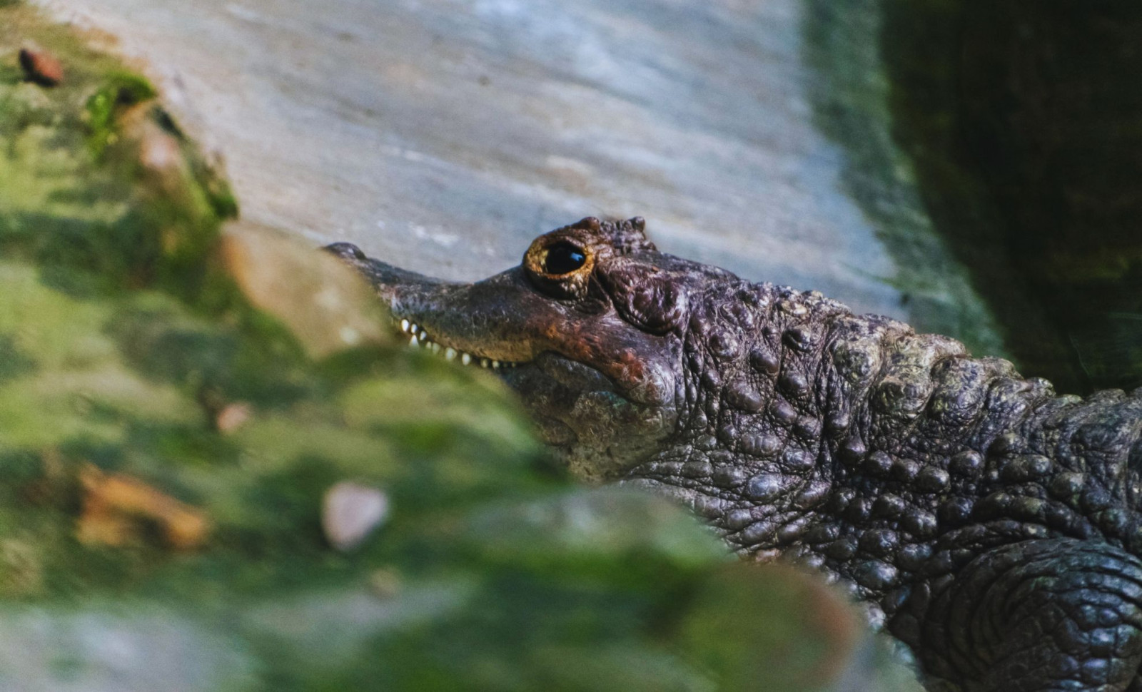 Early Jurassic Marine Predator Fossil Reveals Crocodile Relative in UK 