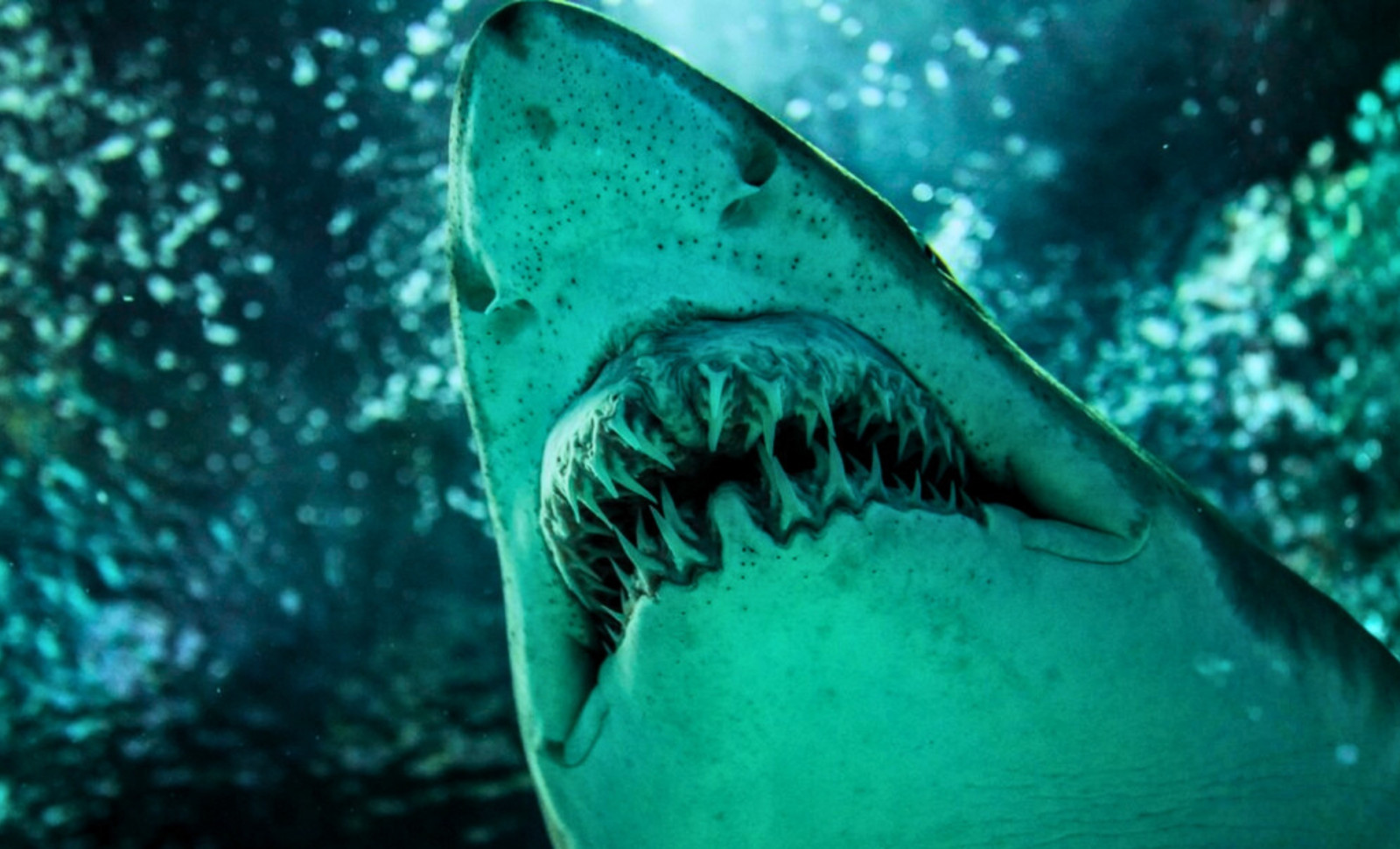Ancient 7-Meter Shark with Blade-Like Teeth Sheds Light on Great White Origins 