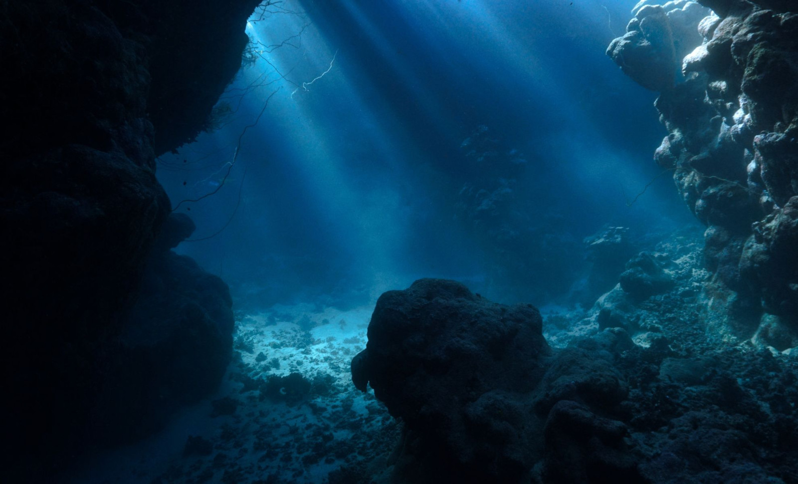 Unexpected Marine Diversity Discovered in Remote Argentine Seafloor with 28 New Species Identified 