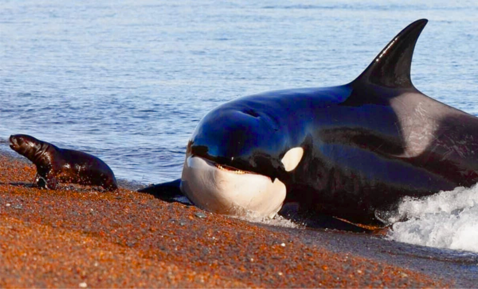 Dolphins and Orcas Have Evolutionarily Committed to Aquatic Life Beyond Return 