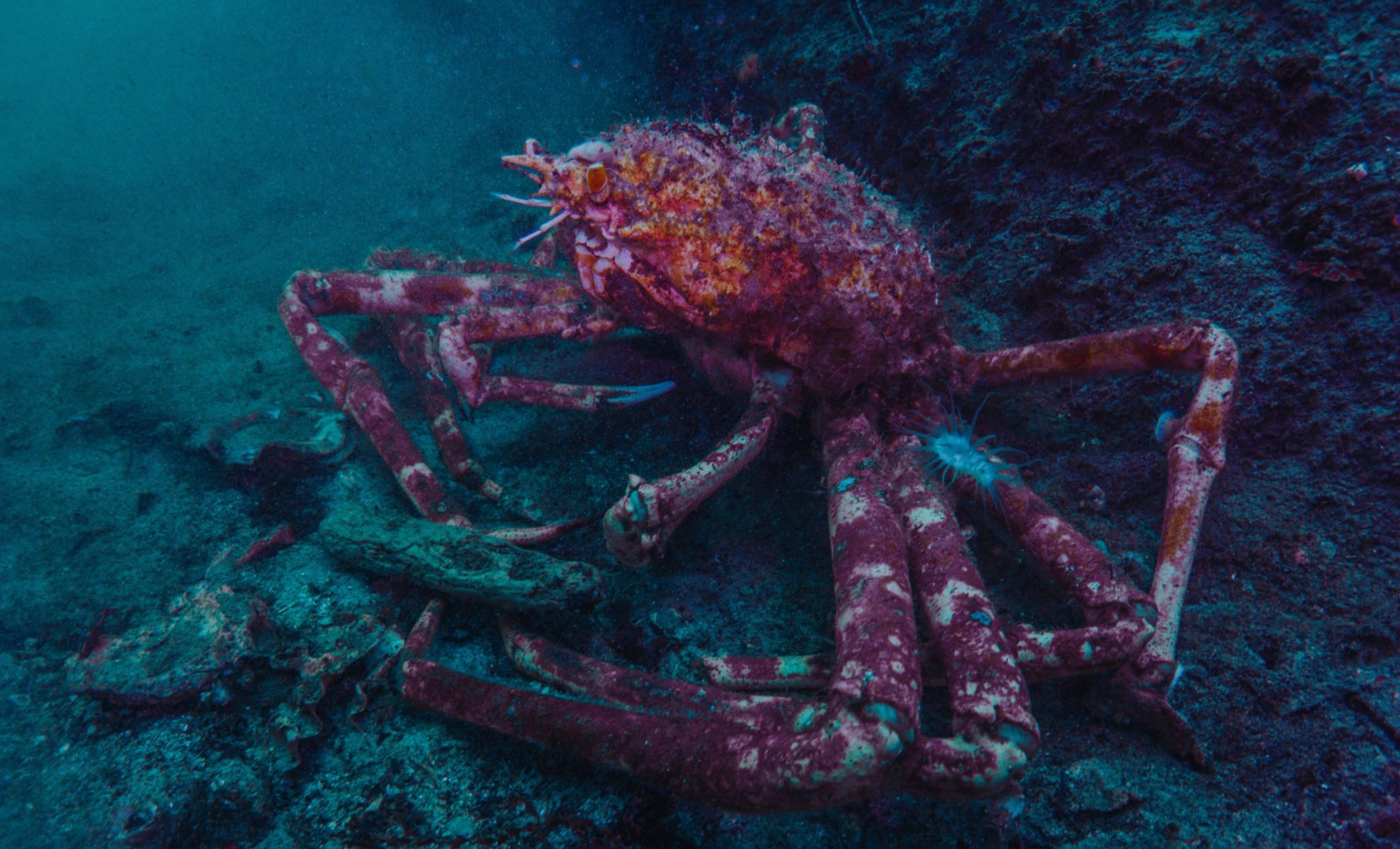 Rare Fossil Unearthed in China Reveals Ancient Crustacean with Powerful Jaws 