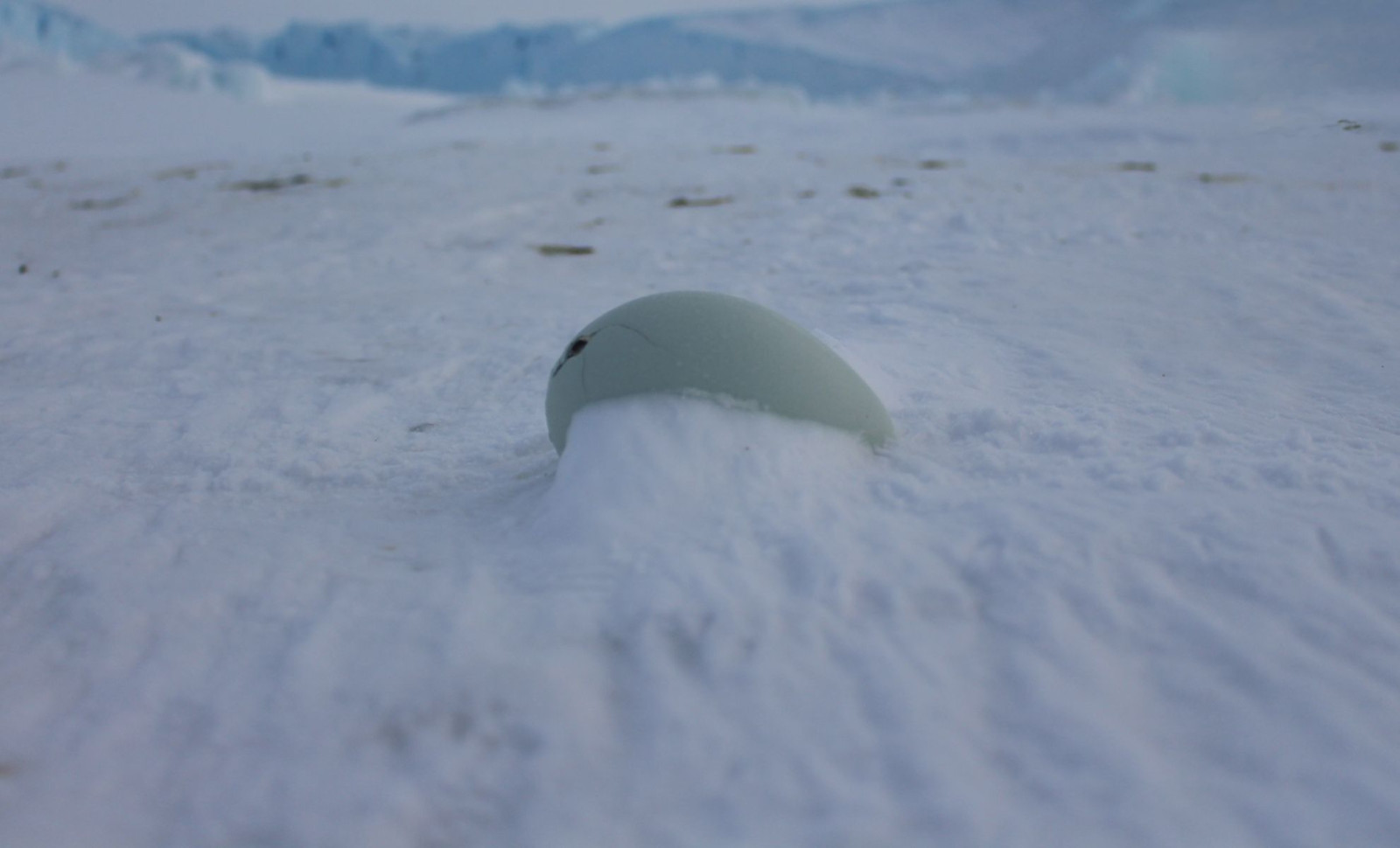 Scientists Uncover One of Antarctica’s Largest Prehistoric Eggs After 68 Million Years 