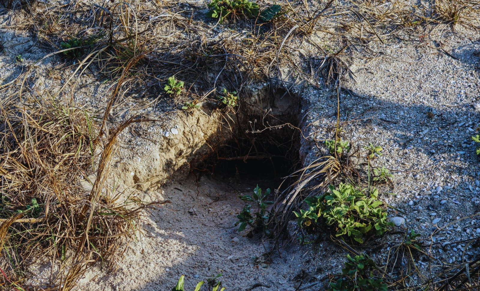 How Underground Animals Sparked a Volcanic Landscape's Revival with Tens of Thousands of Plants 