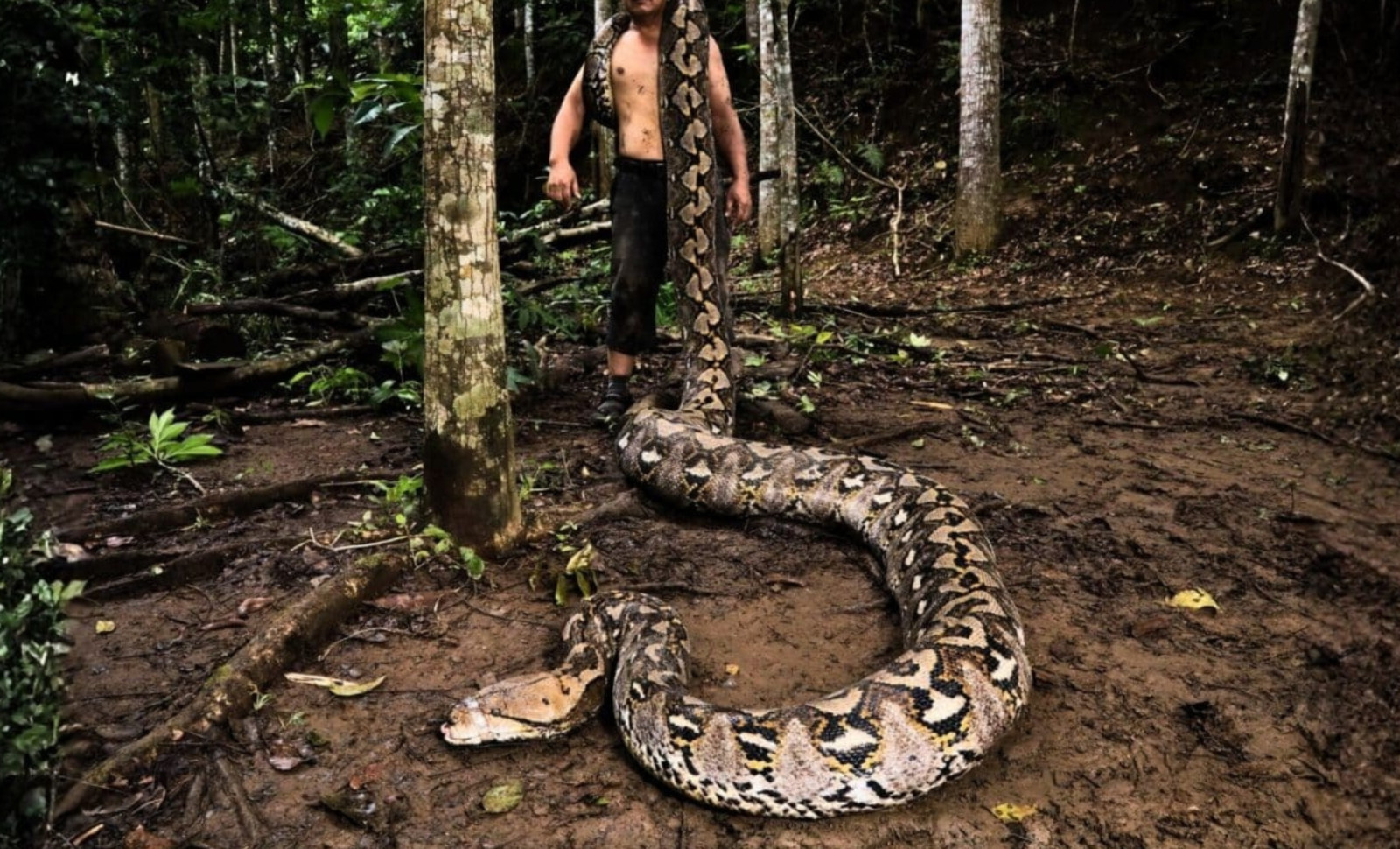 Discovering 'The Baroness': The Longest Wild Reticulated Python Ever Recorded 