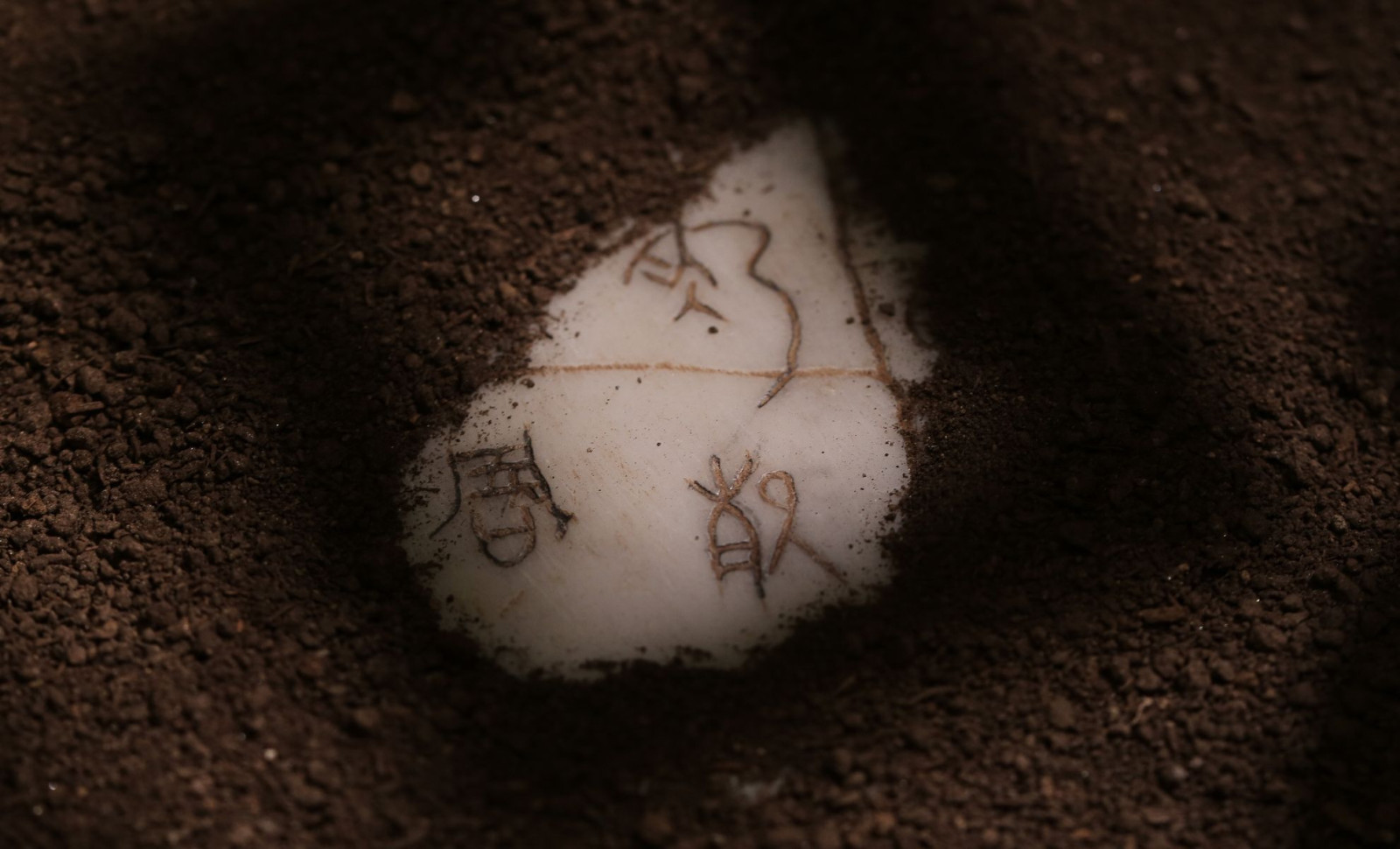 Decoding Ancient Oracle Bones: How Typhoons Contributed to the Collapse of the Shang Dynasty 