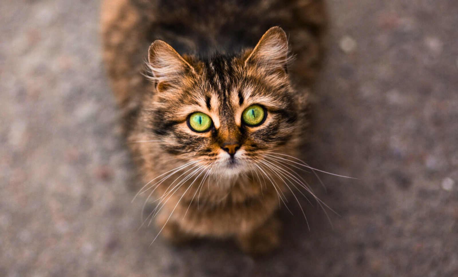 New Research Highlights How To Extend Your Cat’s Lifespan Safely 