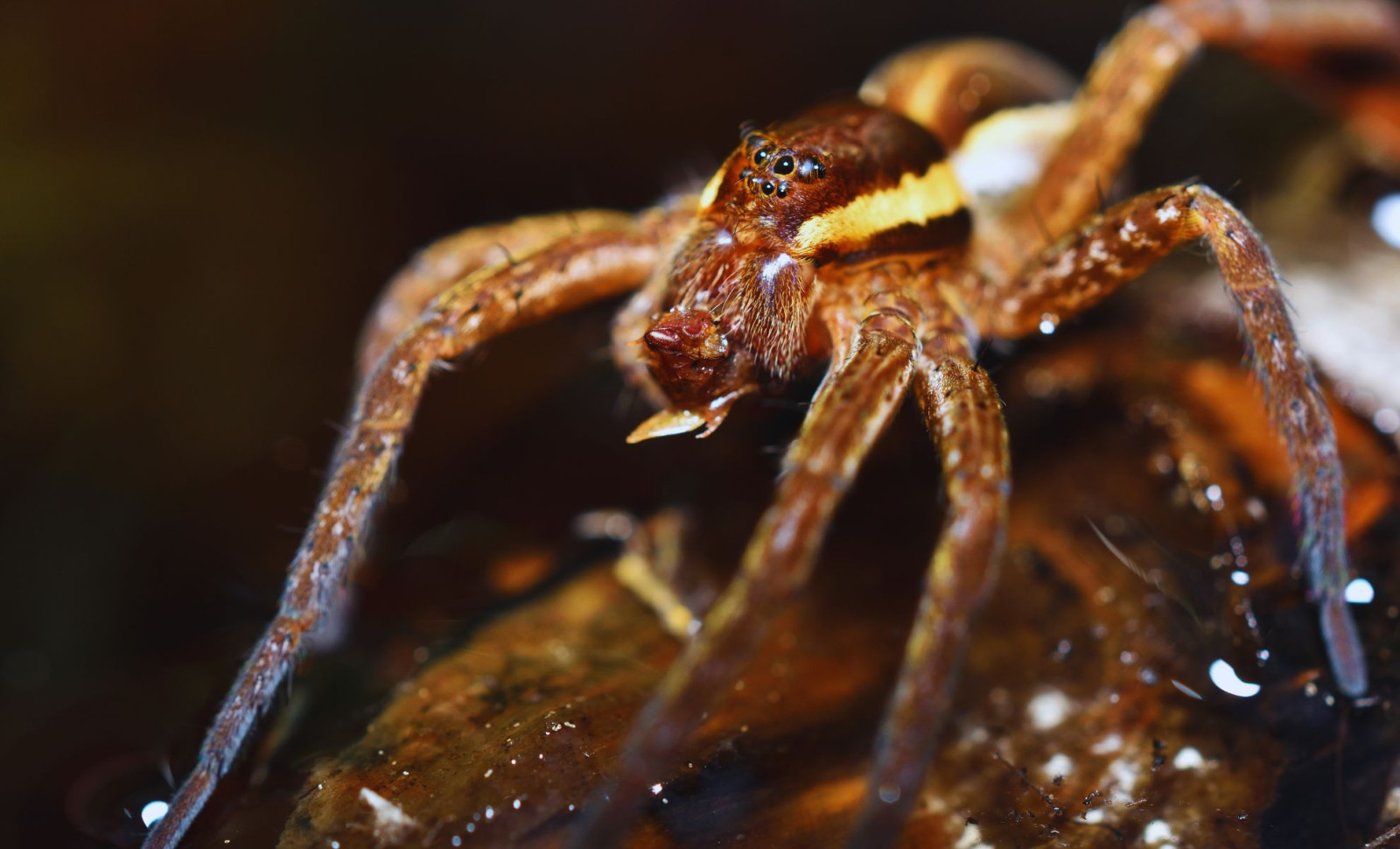 Remarkable Revival: The Fen Raft Spider's Return to UK Wetlands 