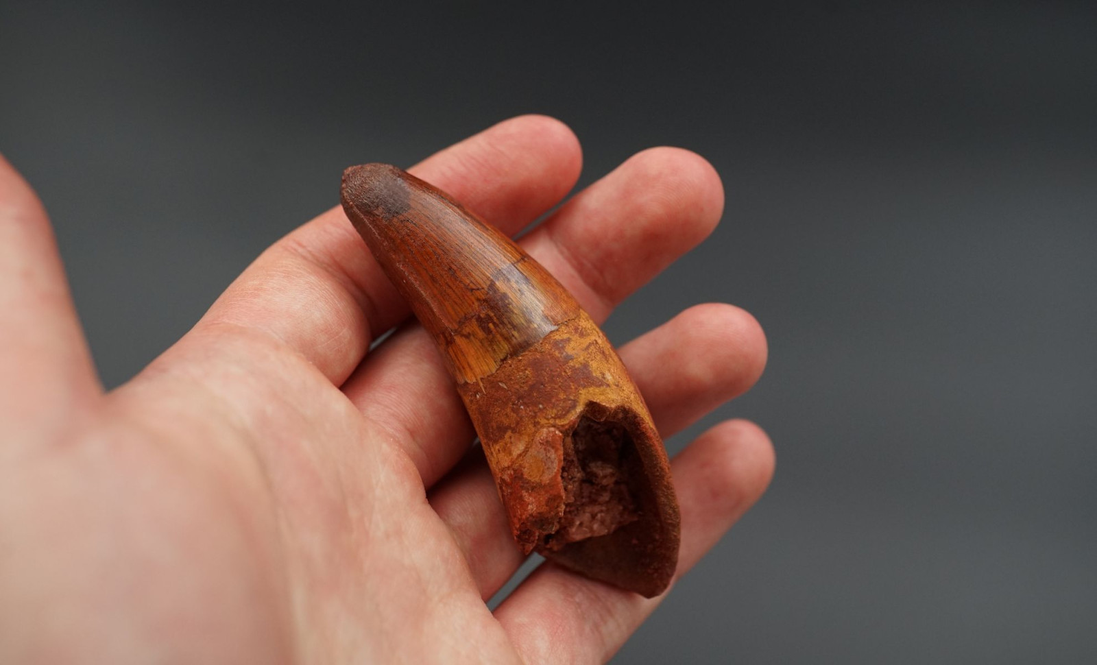Unique Dinosaur Skull Fossil Reveals a Tooth Embedded Deep Within 