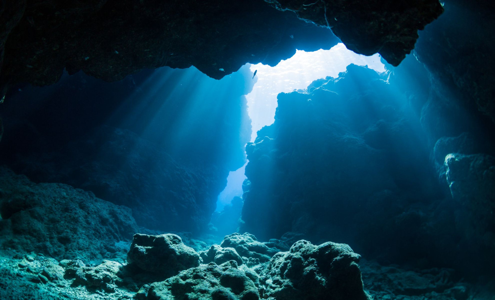 Reviving 7,000-Year-Old Baltic Sea Algae from Deep-Sea Sediments 