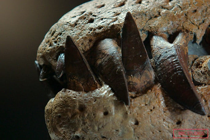 Remarkably Preserved Pliosaur Skull Unearthed High on UK Cliff 