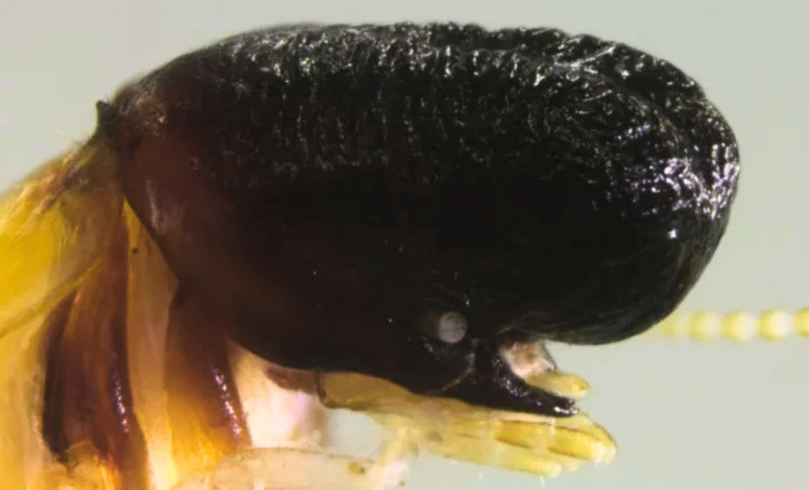 Discovery of a Unique Termite Species with a Whale-Like Head Deep in the Rainforest Canopy 