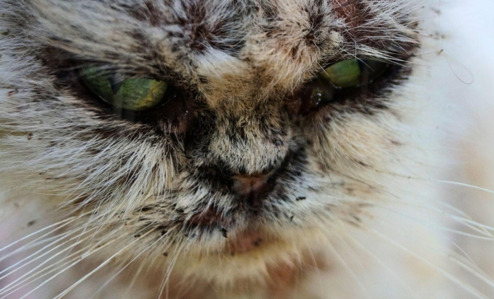 Rapid Spread of a Dangerous Fungus from Cats to Humans in Uruguay Raises Alarms 